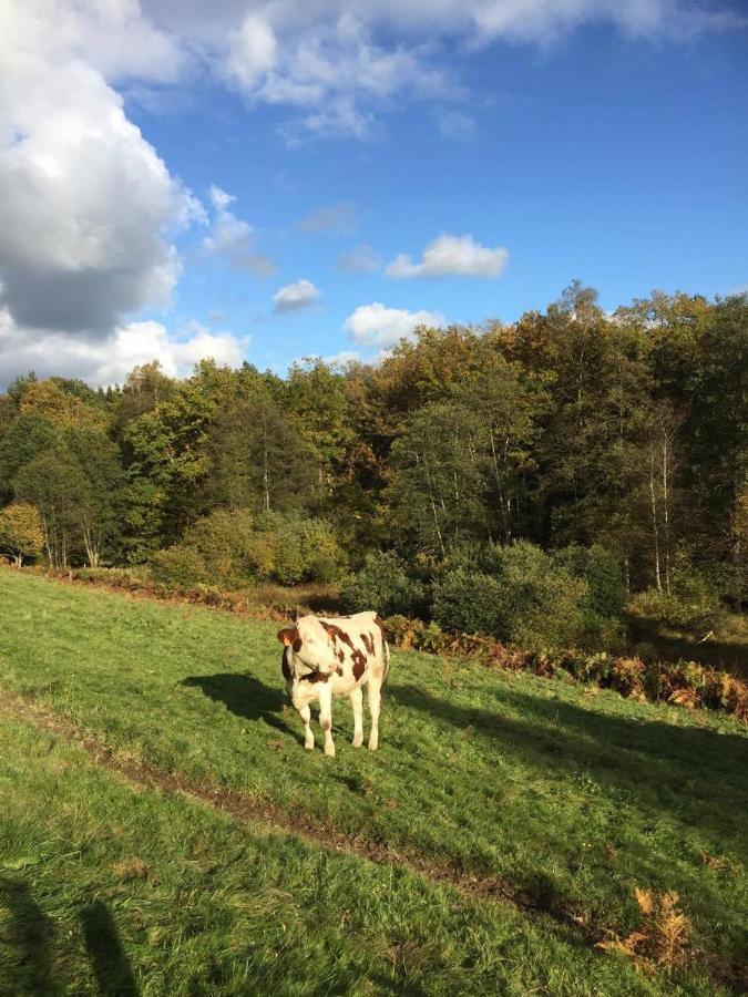 Home Sweet Home Ardennais Waimes Exteriör bild